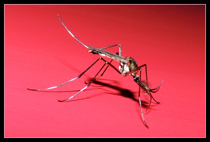 malaria, gambusia, transmisión malaria, mosquito Anopheles.
