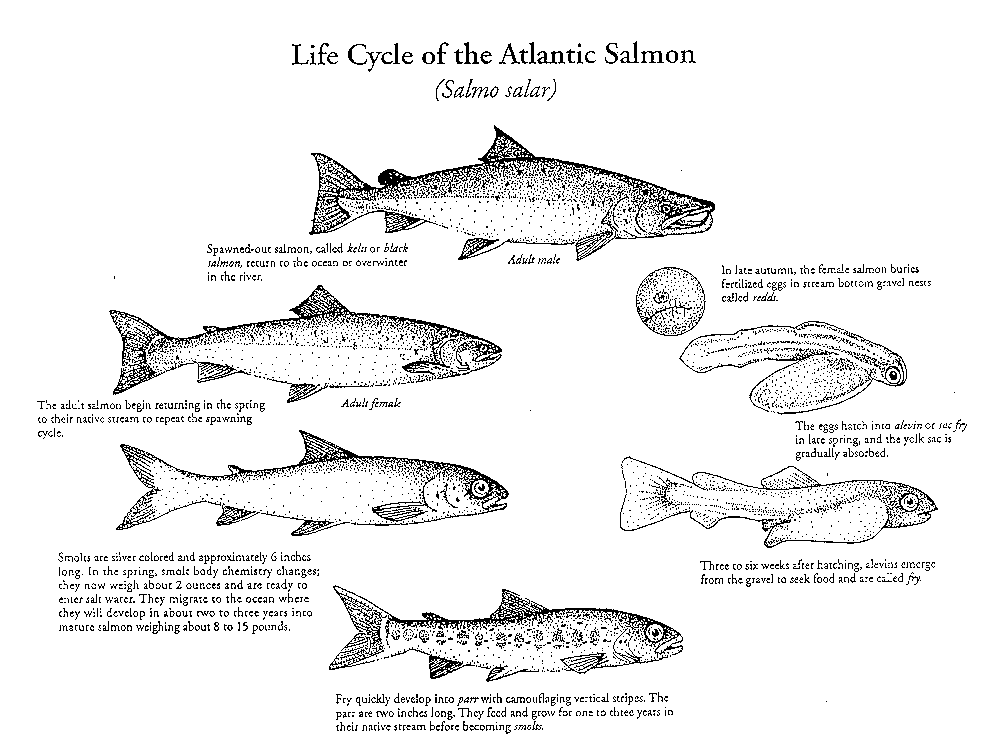 ciclo del salmón, visa salmón, remonte salmón