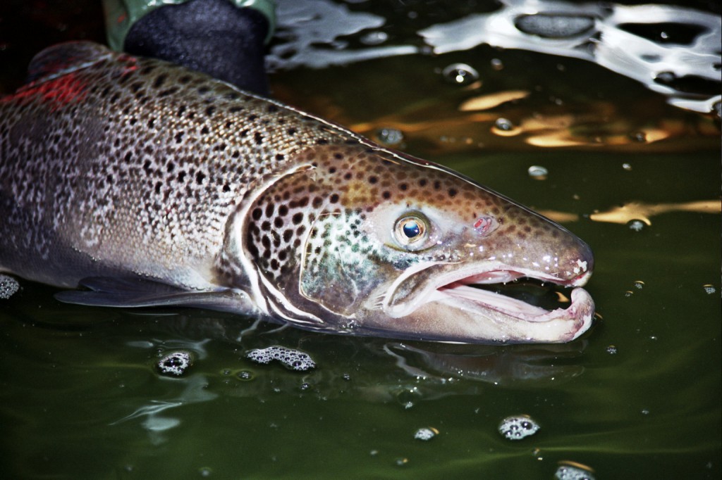 male atlantic salmon