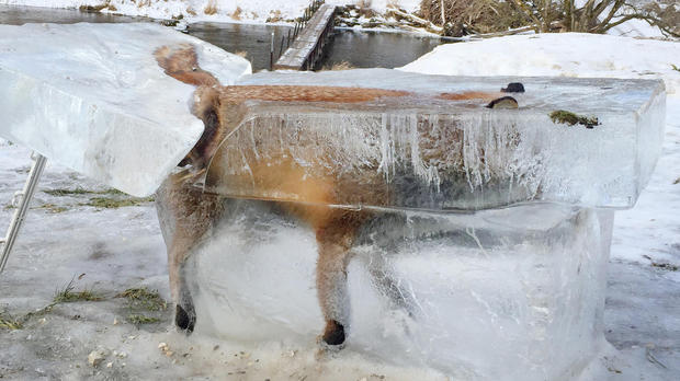 zorro congelado en hielo, animal congelado, Danubio