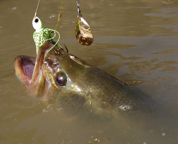 peces introducidos en España, especies exóticas, black bass, pesca, bass