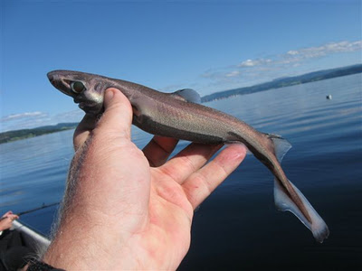 tiburón pigmeo, Euprotomicrus bispinatus