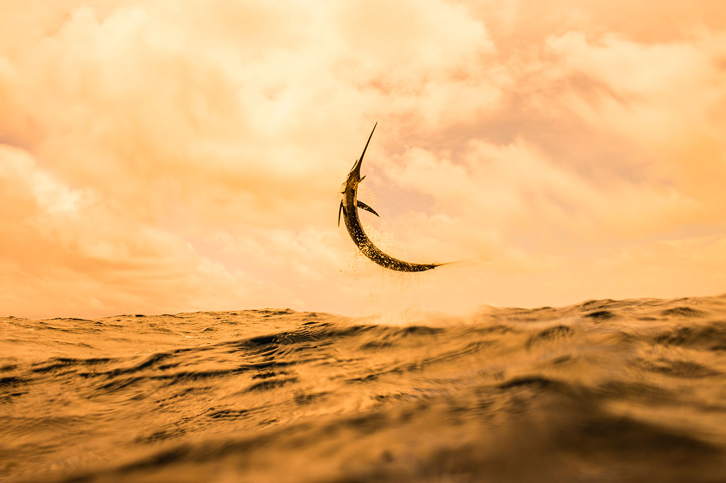 la danza del pez vela, Kevin Dogde, fotógrafo de pesca