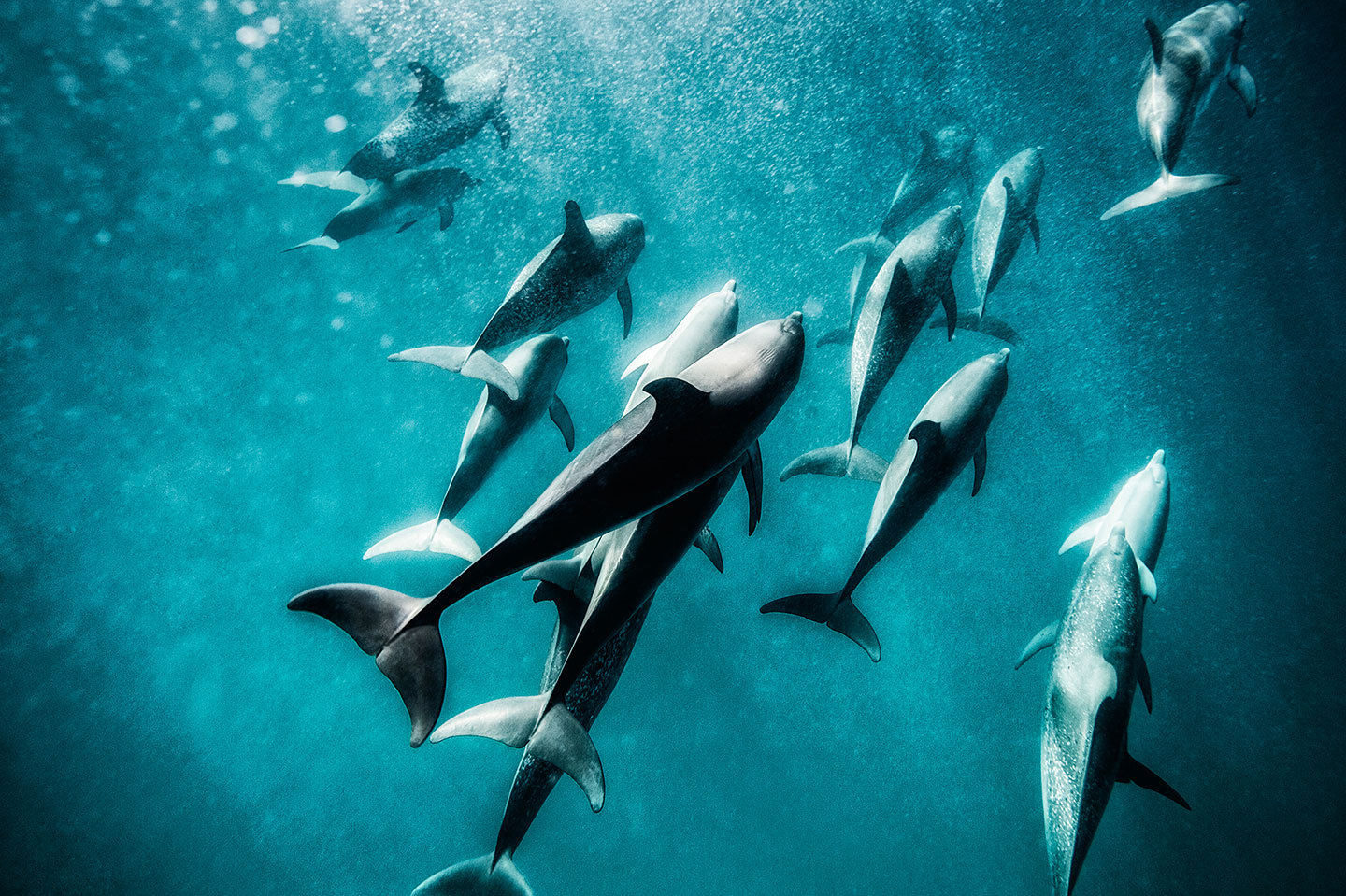 Marsopas bajo el agua, delfines, foto subacuática, Kevin Dodge