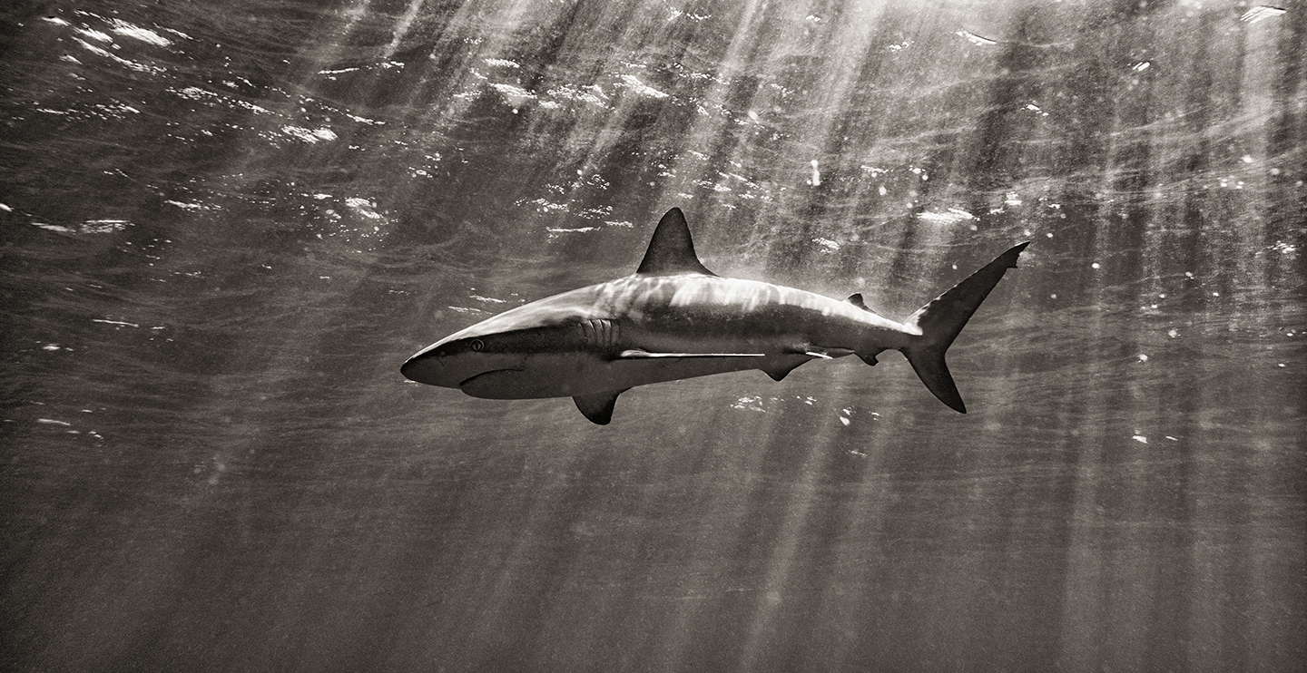 Tiburón bajo el agua, fotografía subacuática, Kevin Dodge