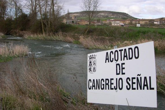 cangrejo señal, coto, Castilla y León, pesca, normas, cupos, tallas
