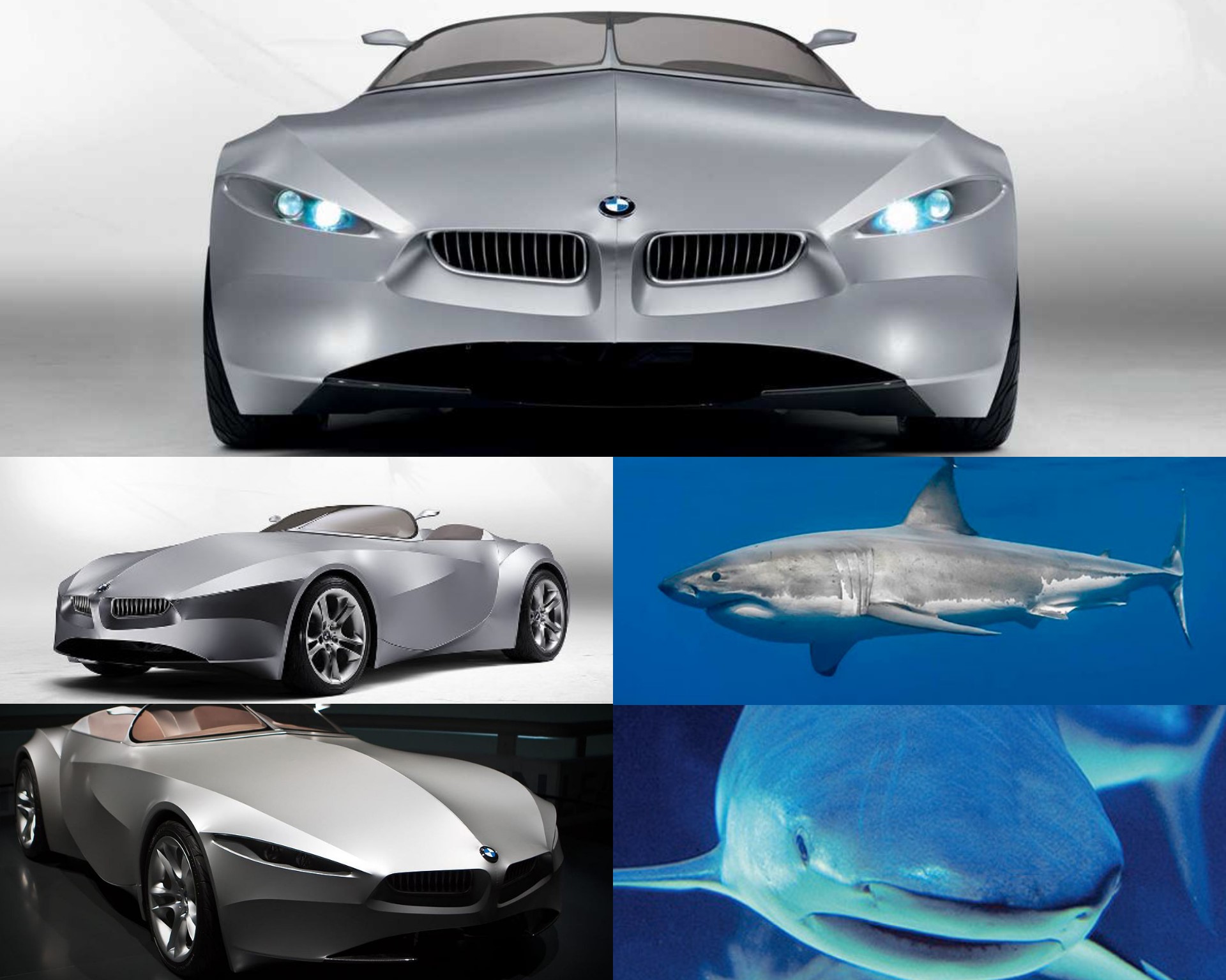 BMW Gina - Tiburón