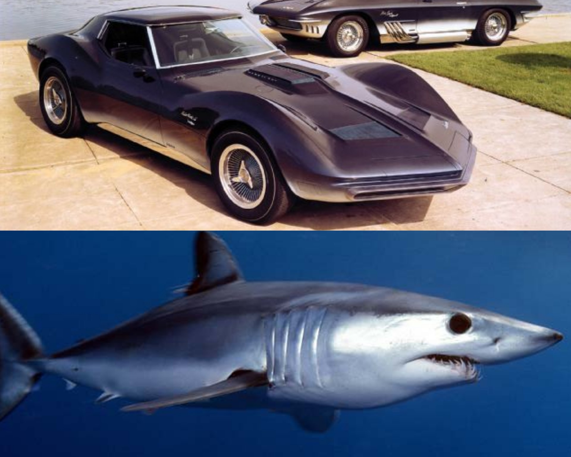 Corvette Mako Shark - Tiburón Mako