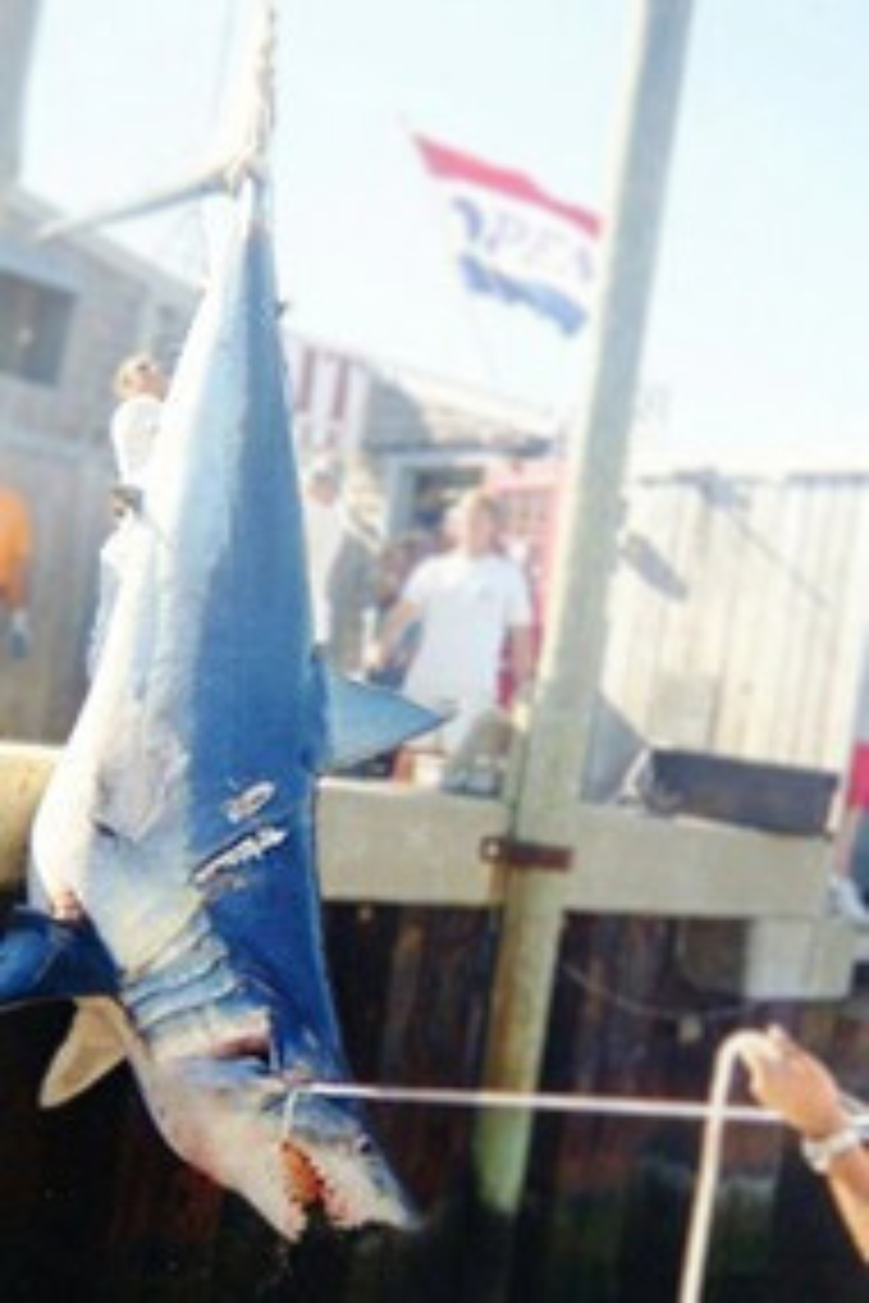 Tiburón Mako de aleta corta – 553 kg 