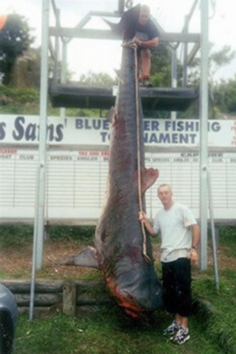 Tiburón Tigre – 809 kg