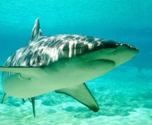 tiburones, acuarios, zoo madrid acuarium, bañarse con tiburones