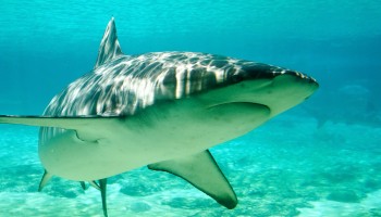 tiburones, acuarios, zoo madrid acuarium, bañarse con tiburones
