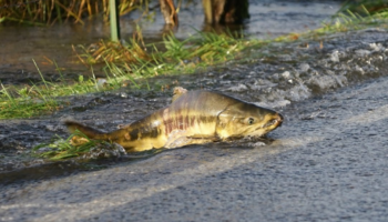 salmón cruzando la carretera en el río Skokomish