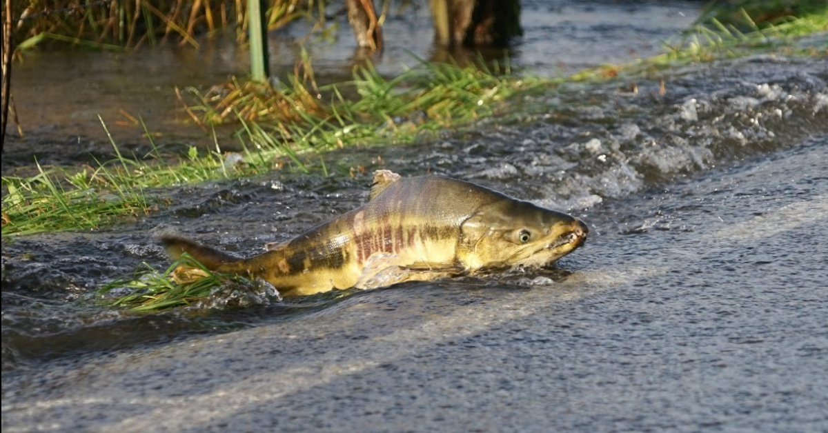 salmón cruzando la carretera en el río Skokomish