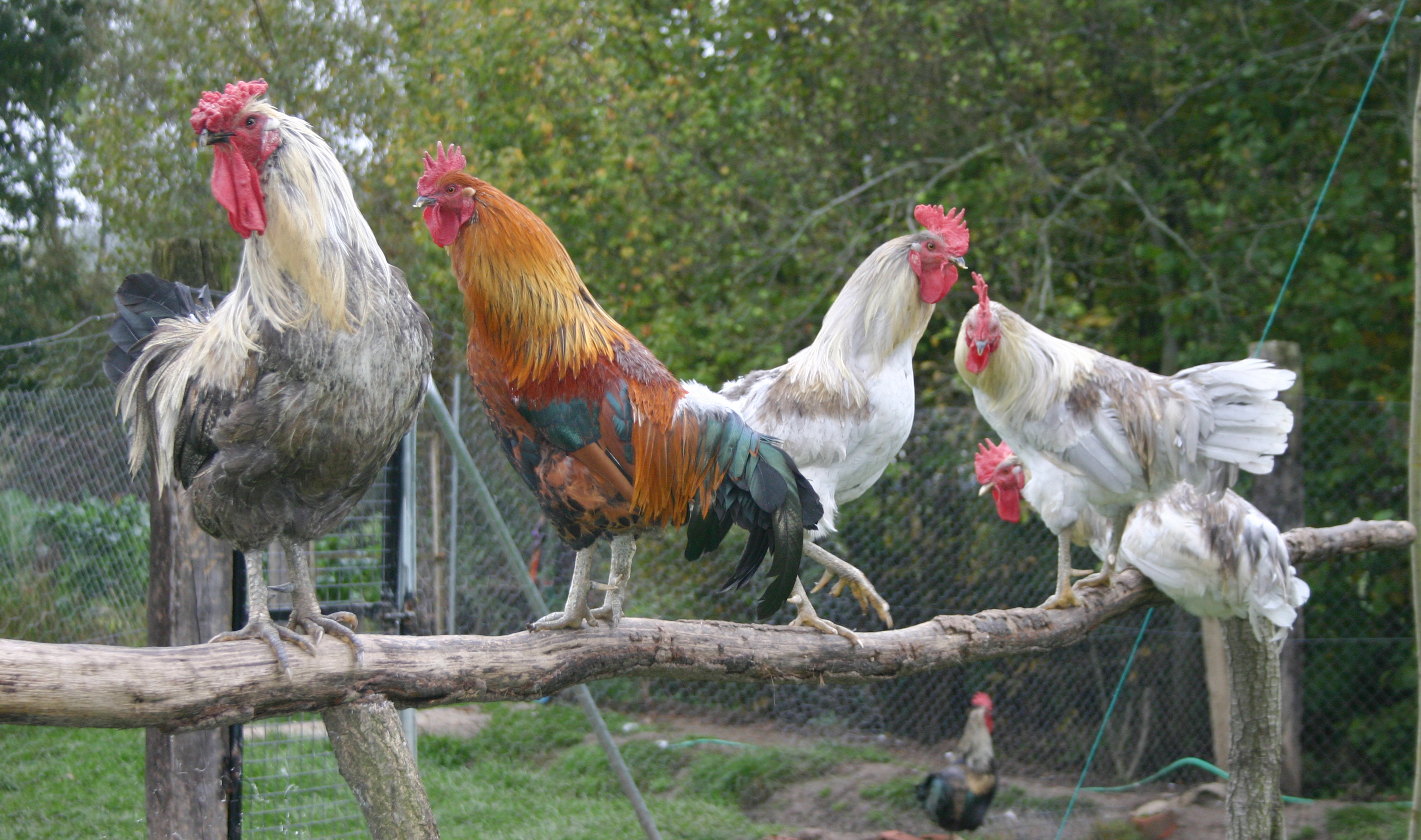 gallos de León, origen gallos de León, plumas pesca, coq de León, galllo indio, gallo pardo