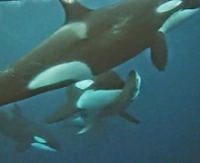 vídeo, orca, tiburón tigre