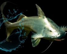 ¿Qué pez realiza la mayor migración en agua dulce?