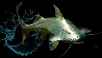 ¿Qué pez realiza la mayor migración en agua dulce?