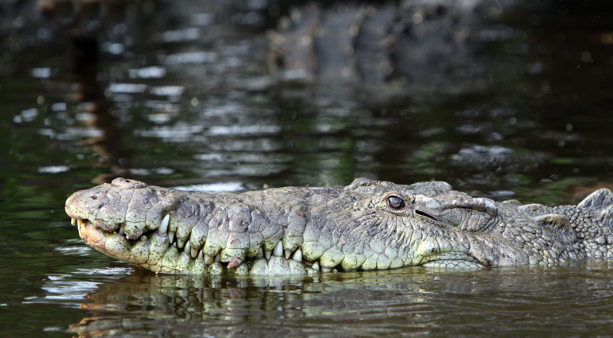 Crocodylus acutus, cocdrilo ataca tarpó, Florida, vídeo YouTube, pesca, canal