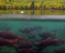 salmon migration in Alaska, Alaska Salmon Program video, sockeye salmon, salmon with drone, Jason Ching,
