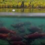 salmon migration in Alaska, Alaska Salmon Program video, sockeye salmon, salmon with drone, Jason Ching,